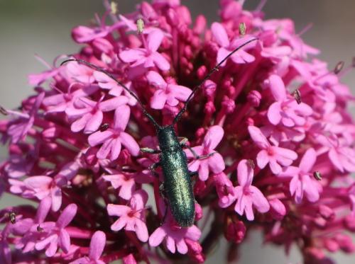 Agapanthia violacea